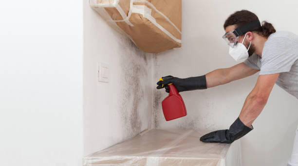 Professional Basement Mold Removal technician working in Sparta, IL