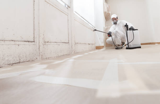 24/7 Emergency Basement Mold Removal experts in Sparta, IL