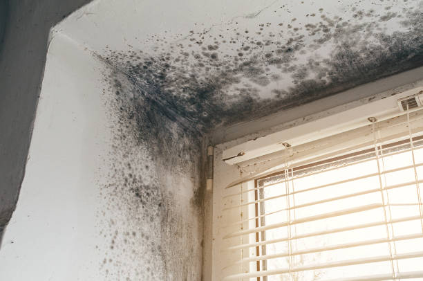 Affordable Basement Mold Removal solutions in Sparta, IL