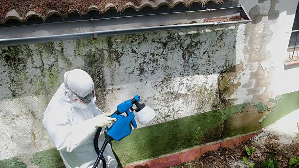 Top rated local Basement Mold Removal specialists in Sparta, IL